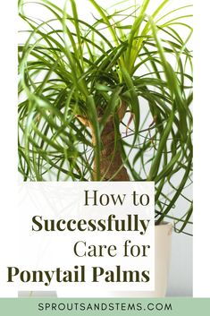 a potted plant with text overlay how to successfully care for ponytailal palms