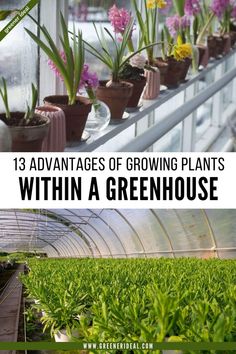 Benefits of Gardening using Outdoor Structures and Greenhouses Greenhouse Gardens, Inside A Greenhouse, Simple Greenhouse, Food Gardening, Greenhouse Ideas, Herb Gardening, Farm Projects