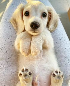 a small white puppy sitting on top of a blue blanket with his paws up to the camera