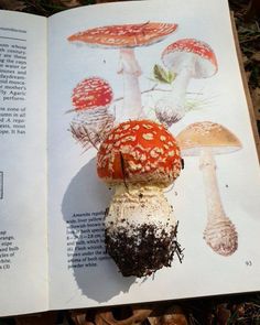 an open book with pictures of mushrooms on it