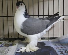 a pigeon standing on top of a newspaper in a cage