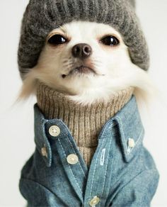 a small dog wearing a sweater and hat