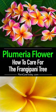 plumeria flower how to care for the frangani tree