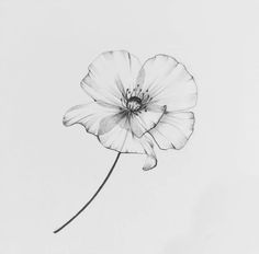 a black and white photo of a single flower