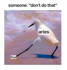 a white bird standing on top of a beach next to the words, someone don't do that aries