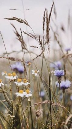 wildflowers and grasses growing in a field