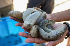 a person holding some kind of animal in their hand