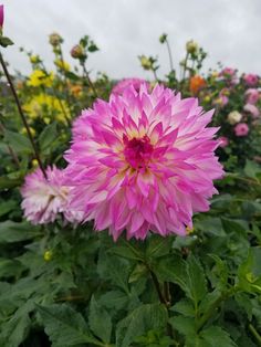 a large pink flower sitting on top of a lush green plant filled with lots of flowers