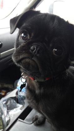 a small black dog sitting in the back seat of a car looking at the camera