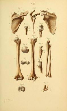 an old book with different types of bones