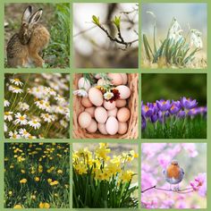 a collage of pictures with flowers, birds and eggs in them on a green background