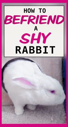 a white rabbit sitting in front of a sign that says how to befriend a shy rabbit