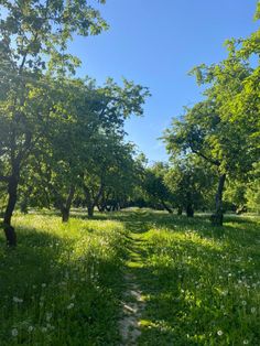 a dirt path in the middle of an open field with trees and flowers on both sides