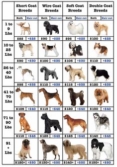 the dogs are shown in this chart for each type of dog to be breded