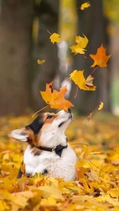 a dog is laying in the leaves with its head up