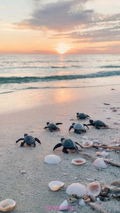 several sea turtles are on the beach at sunset