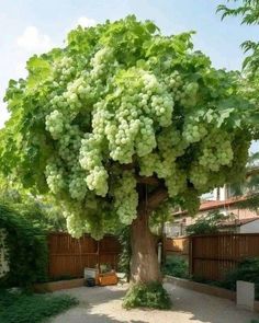 a large tree with lots of green leaves in the middle of a courtyard area next to a fence