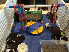 three puppies are playing in their playpen