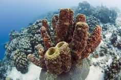 an underwater view of some corals and seaweed