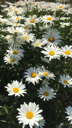 many white and yellow flowers in a field