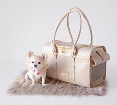 a small white dog sitting next to a purse