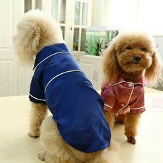 two poodles dressed in clothes sitting on a table