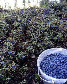 a bucket full of blueberries sitting on the ground