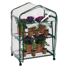 a green house filled with lots of potted plants and flowers on top of a metal rack