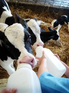 two baby cows are being fed milk from a bottle