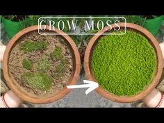 two potted plants with moss growing in them and the words grow moss above it