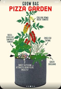 a poster showing how to grow a pizza garden in a pot with instructions on the side