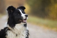 a black and white dog sitting on the side of a road