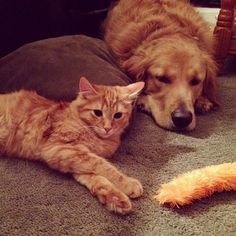 a dog and a cat laying on the floor next to each other near a stuffed animal