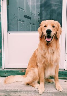 a golden retriever dog sitting on the steps in front of a door with its tongue out