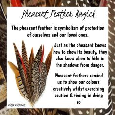 Spotted Feather Meaning, Nature Witch, Pheasant Feather, Animal Medicine