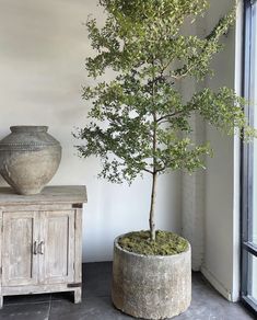 a bonsai tree in a cement pot next to a wooden cabinet