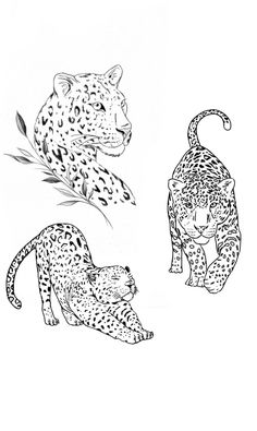 three different types of leopards are shown in this black and white drawing, one is on