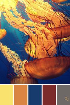 an image of jellyfish in the water with color swatches to match it's colors