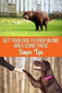 two dogs shaking hands with the caption get your dog to poop in one area using these simple tips