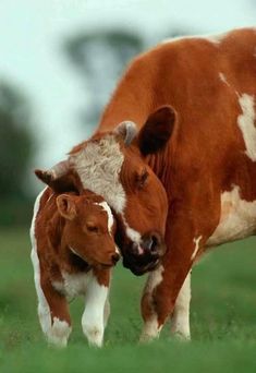 two brown and white cows standing next to each other on a green grass covered field