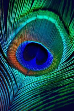 a close up view of the feathers of a peacock's tail, with its bright blue and green colors