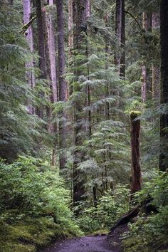 a dirt path in the middle of a forest with tall trees and ferns on both sides