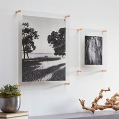 two black and white photographs hanging on the wall next to a potted plant in a vase