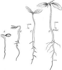 three stages of plant growth from seed to flower, with the roots and leaves showing