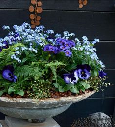 blue pansies and purple pansies in an old stone planter on a porch