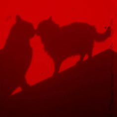 the shadow of two cats on a red wall