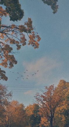 birds are flying in the sky above trees