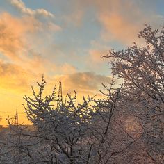 the sun is setting behind some trees covered in ice and snow with power lines in the background