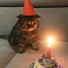 a cat with a birthday hat sitting next to a lit candle