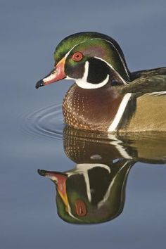 a close up of a duck in the water